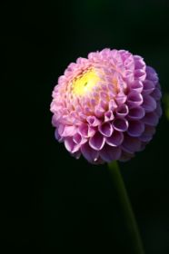 IMG_8759.jpg